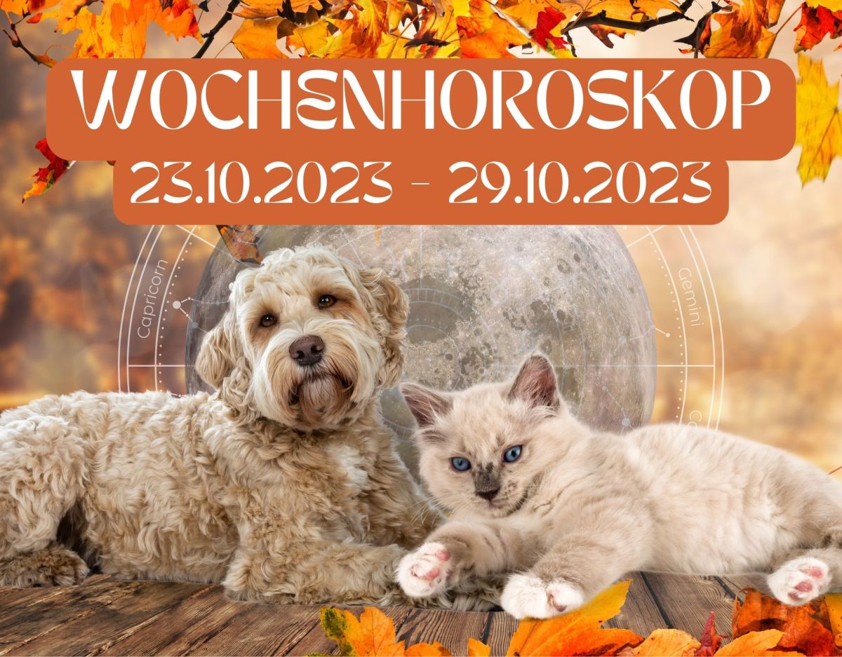 Haustier Horoskop Oktober