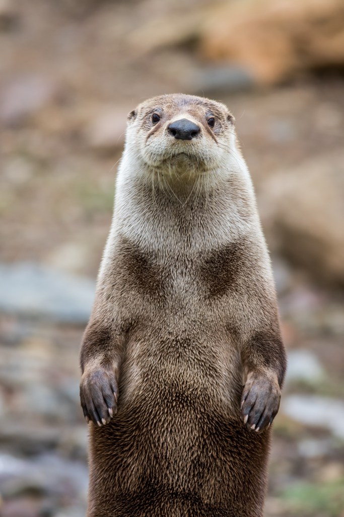 Persönlichkeitstest: Löwe, Bieber, Otter oder Hund? Wer spricht dich mehr an?