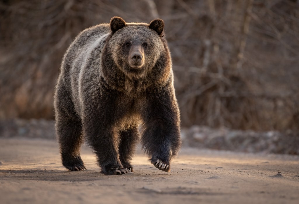 Persönlichkeitstest: Bär