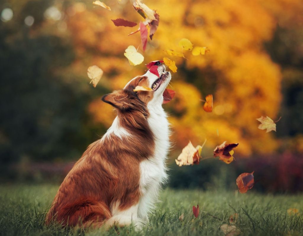 Hund im Herbst Blätter fliegen Fotoidee