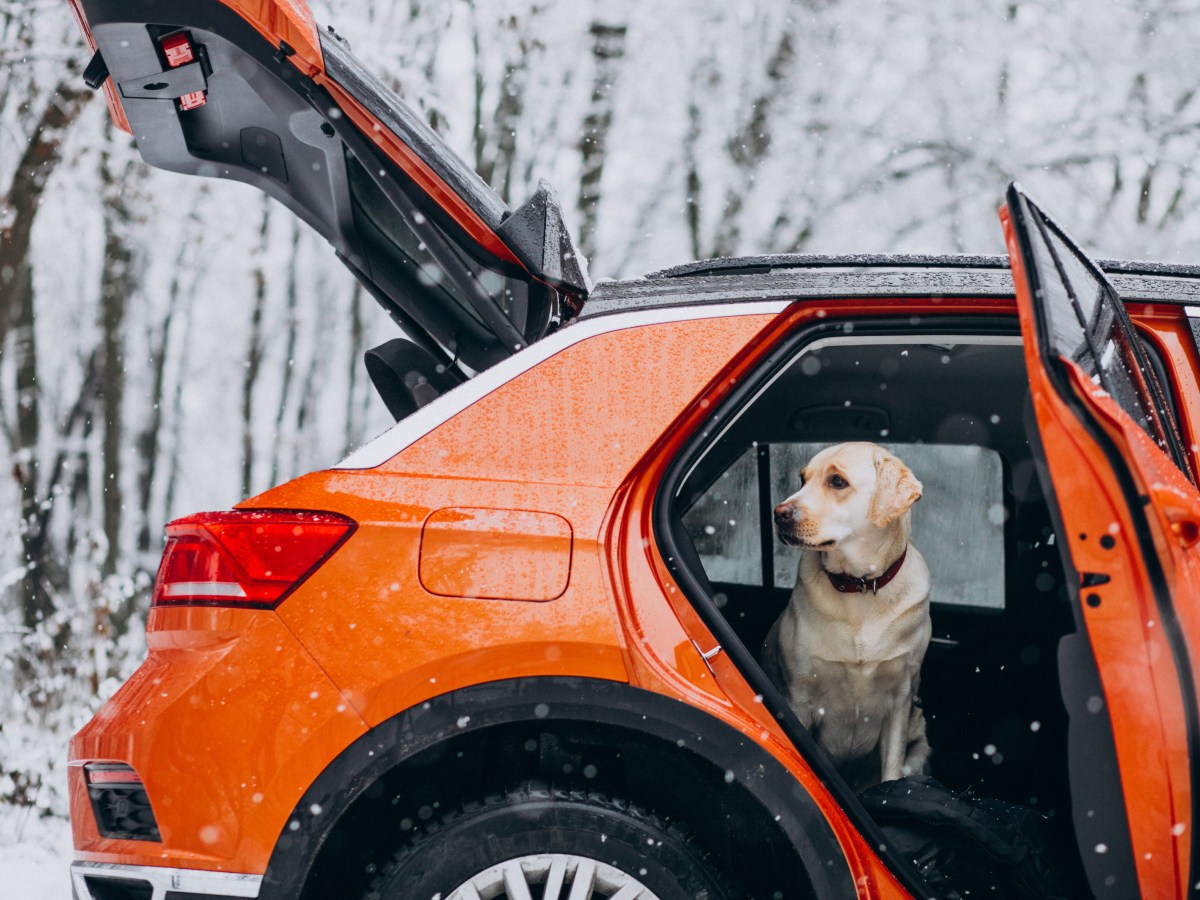 Hund im Auto bei Minusgraden: Wann die Kälte lebensgefährlich wird