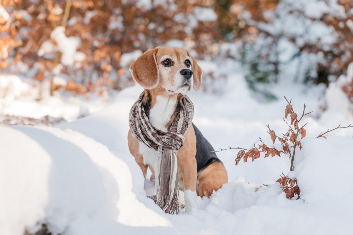 Hund macht Sitz im Winter