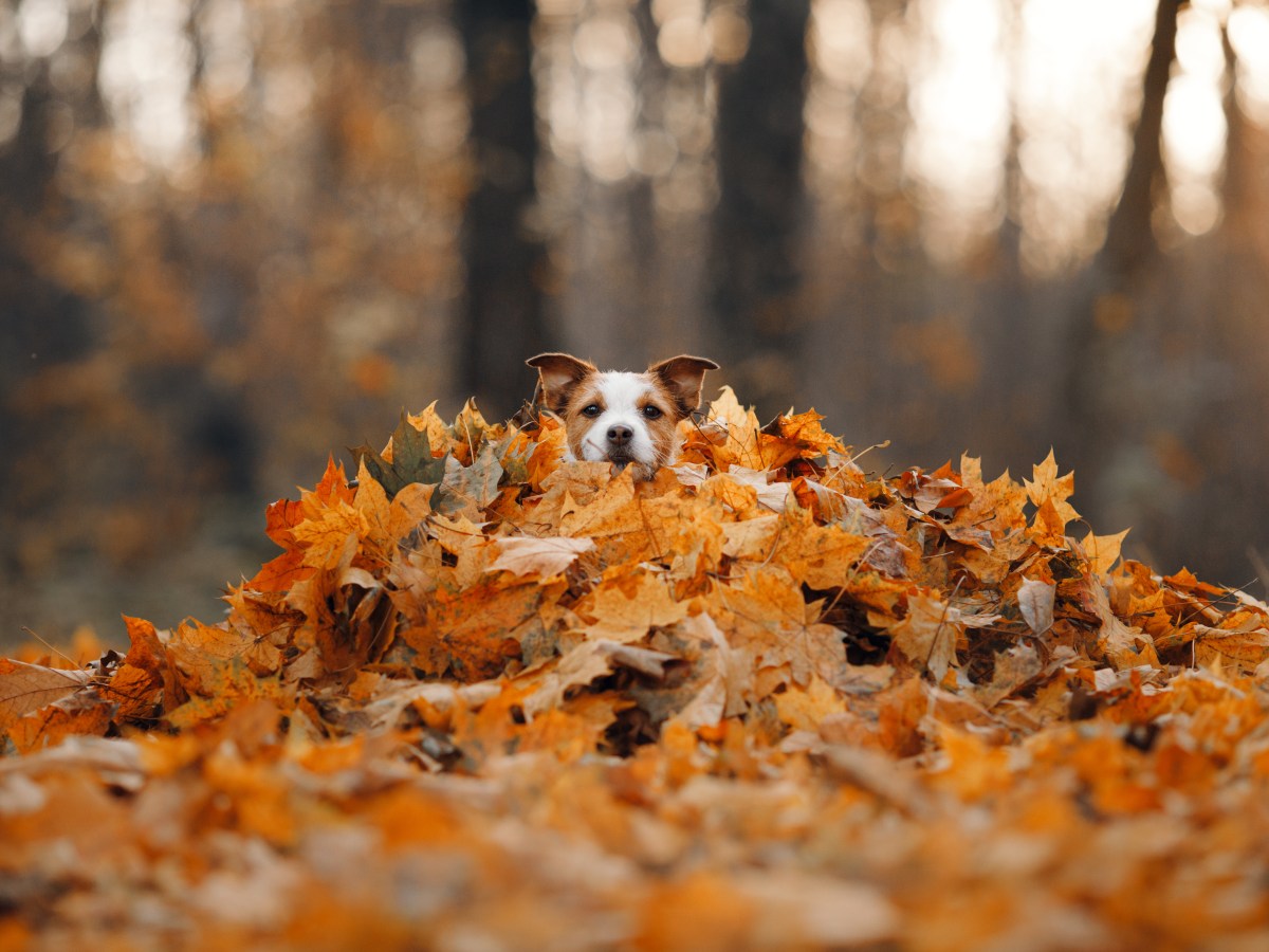 Herbst-Fotoshooting mit dem Hund: 5 kreative Motive