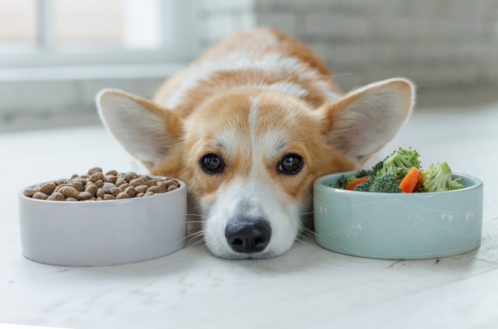 Corgi mit Futternäpfen