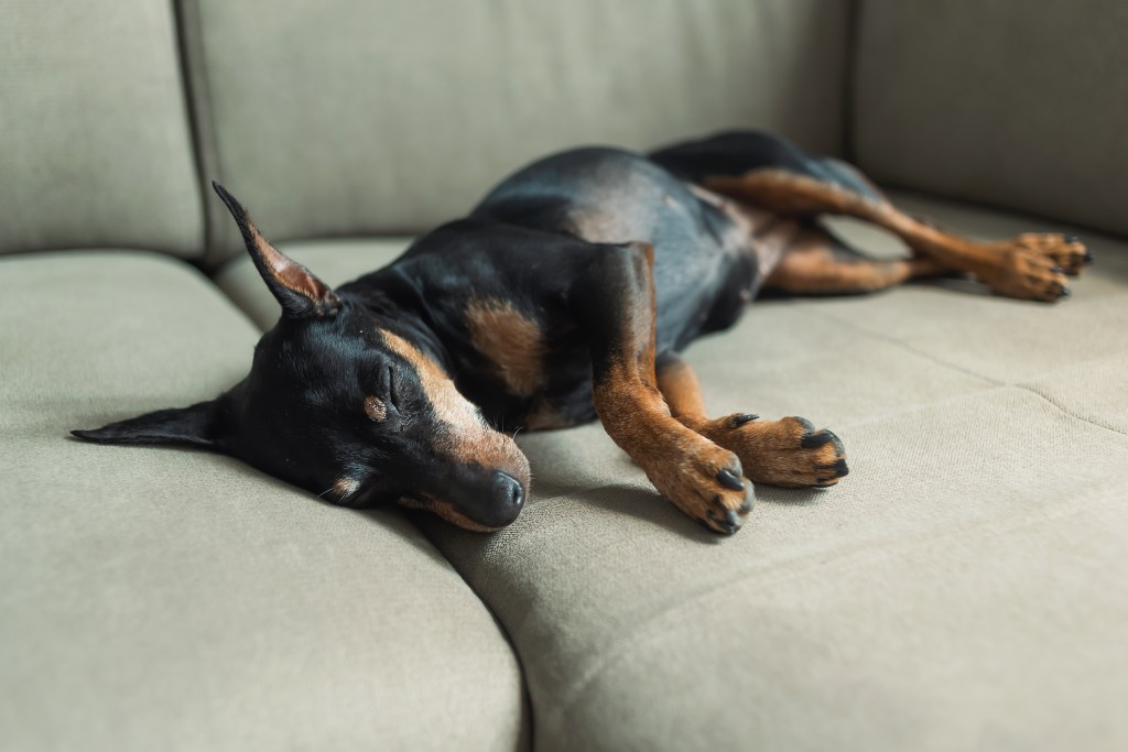 Hund schläft auf dem Sofa