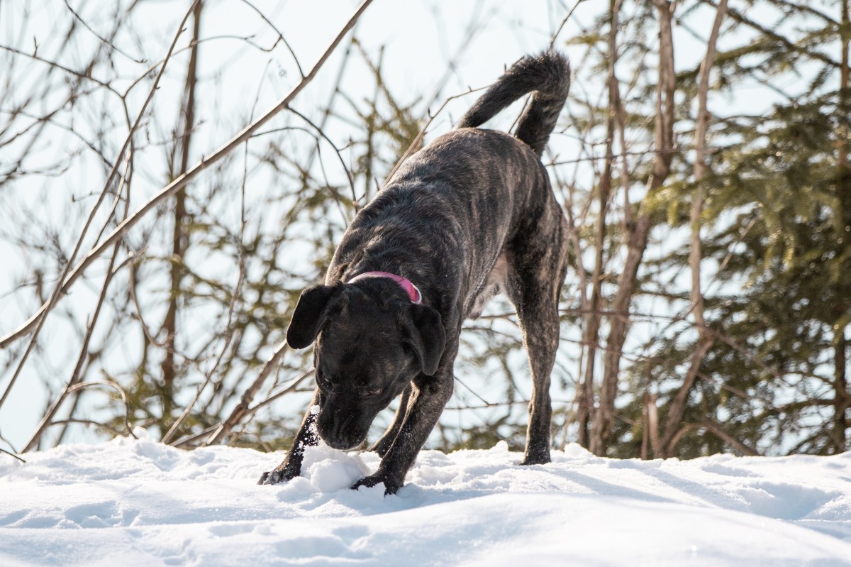 Hund frisst Schnee