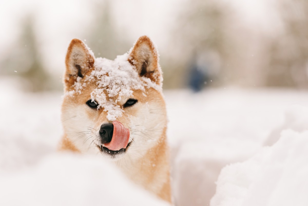 Hund im Schnee