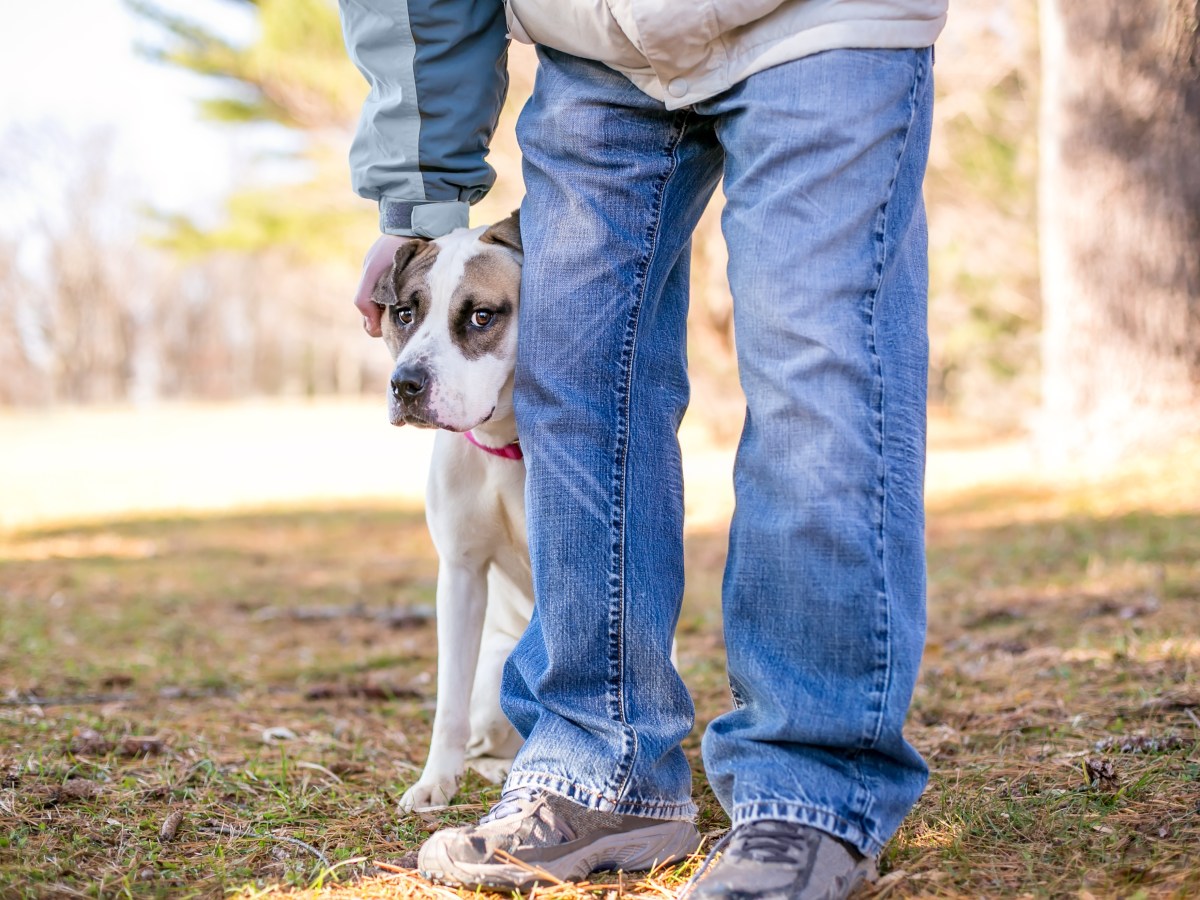 Hund versteckt sich hinter Beinen