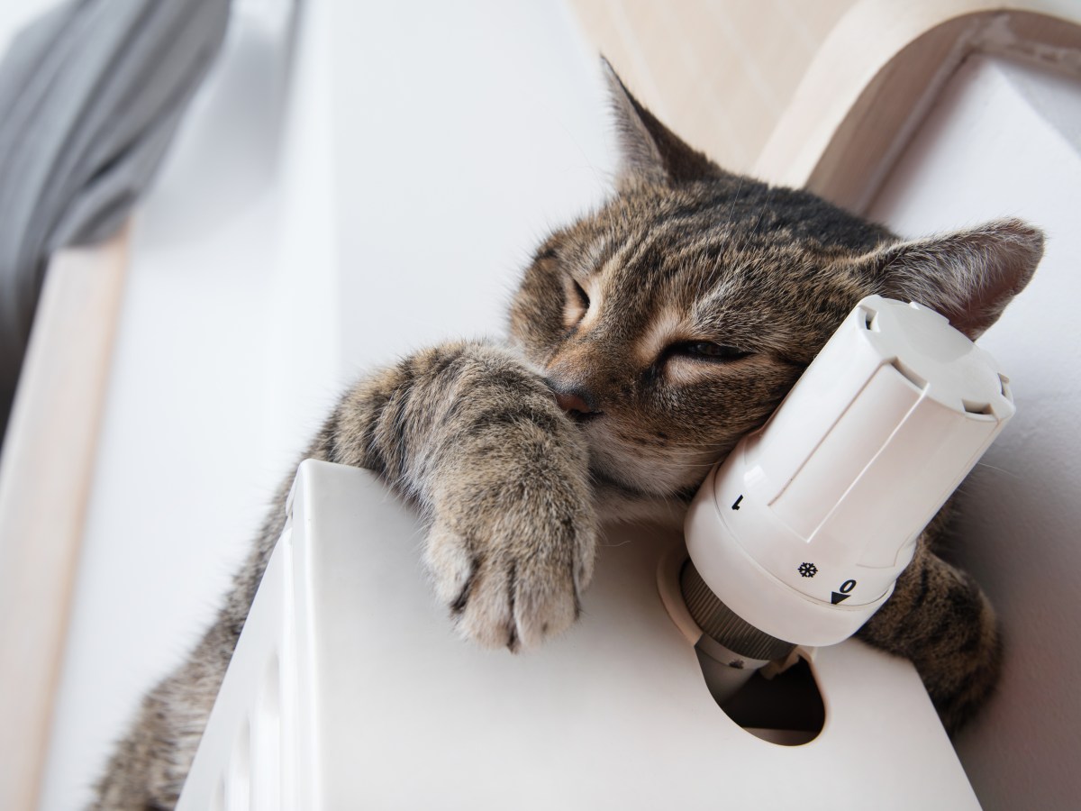 Zu heiß? Das passiert, wenn deine Katze auf der Heizung liegt