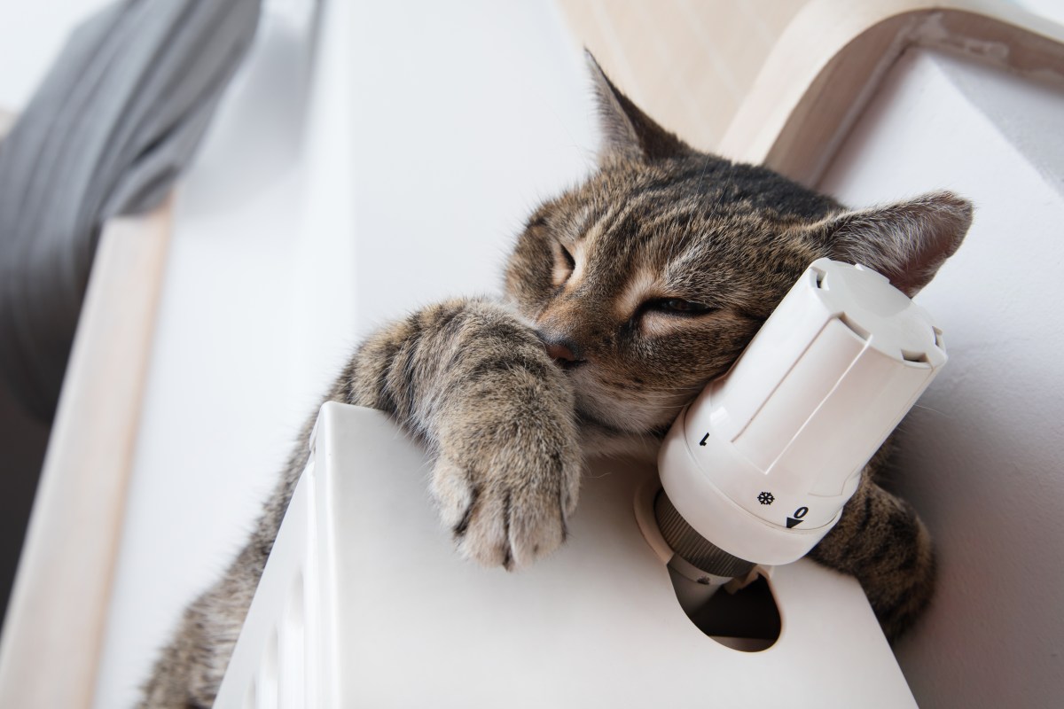 Katze liegt auf Heizung