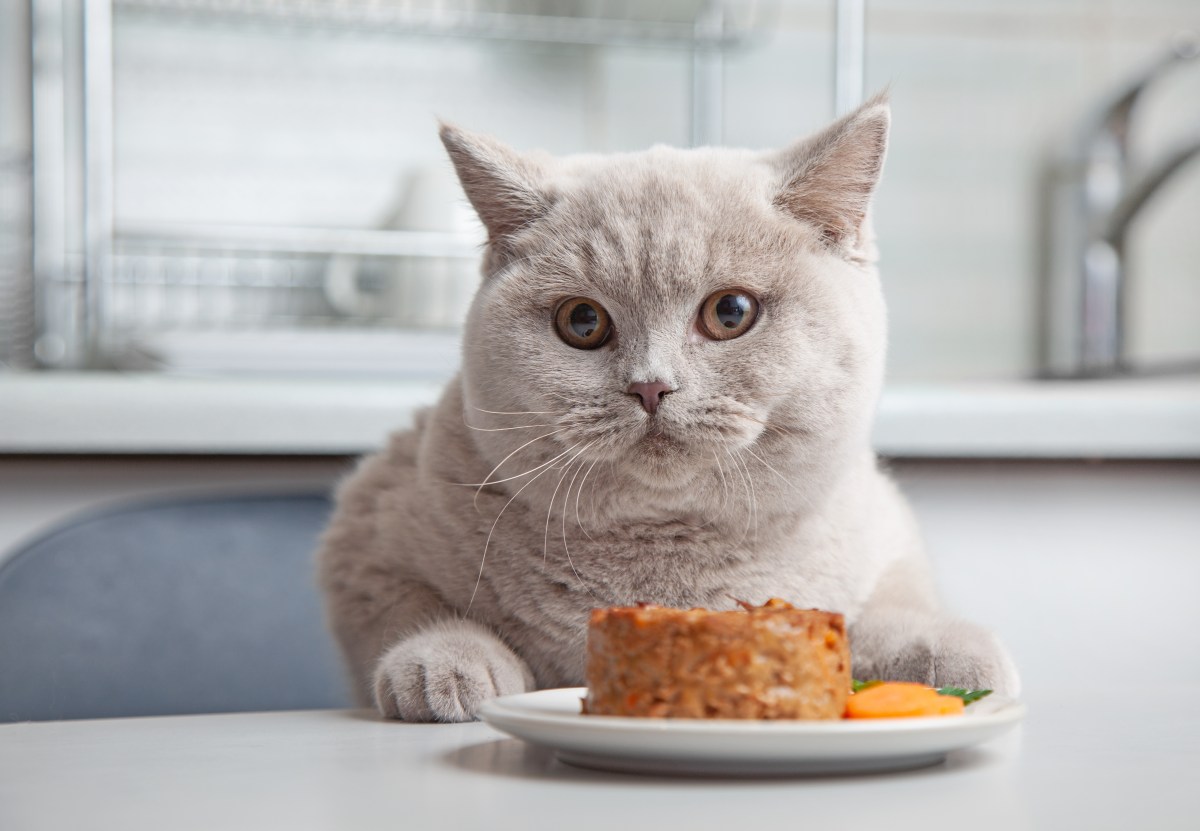 Katze sitzt mit Katzenfutter am Tisch