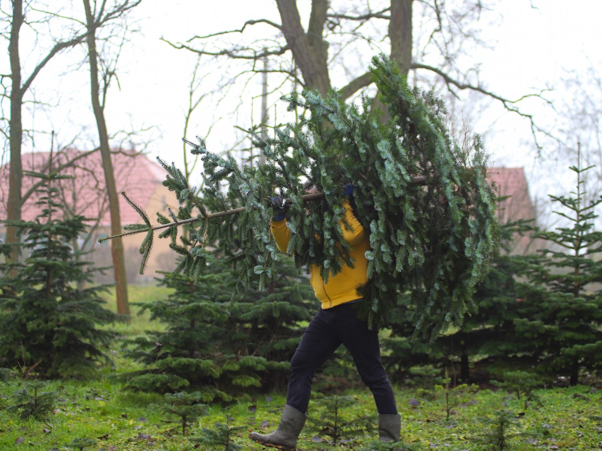 Ein Mann trägt einen Weihnachtsbaum auf der Schulter.