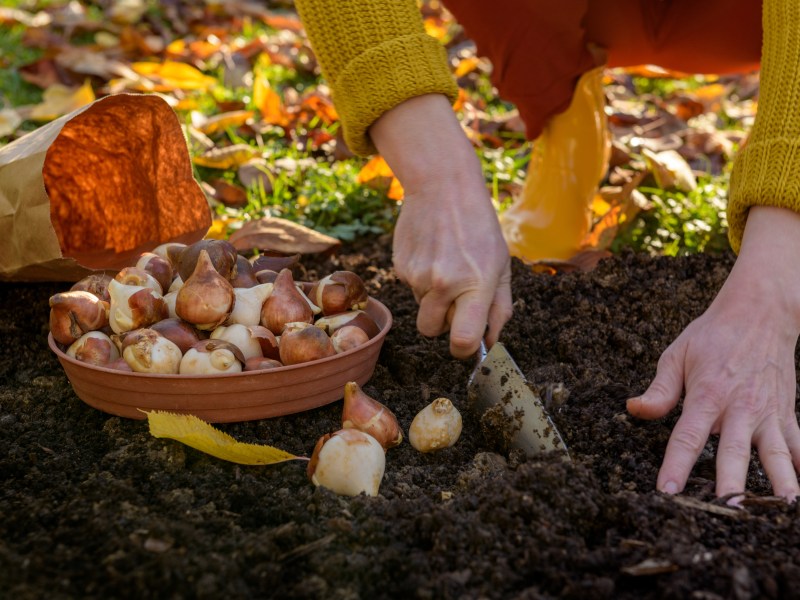 Blumenzwiebeln im Herbst pflanzen