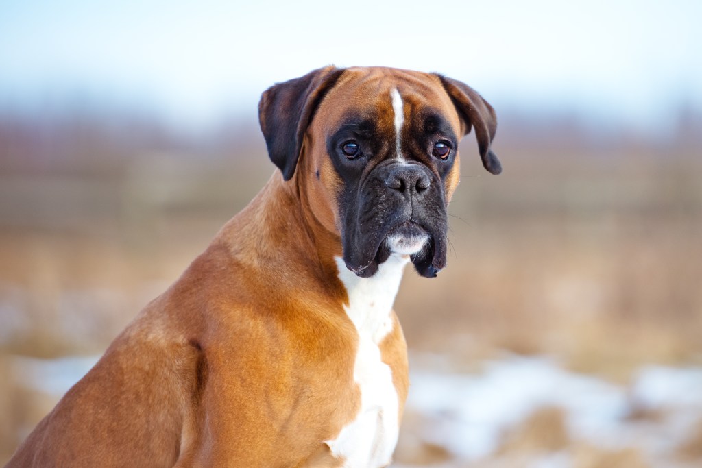 Deutscher Boxer im Portrait