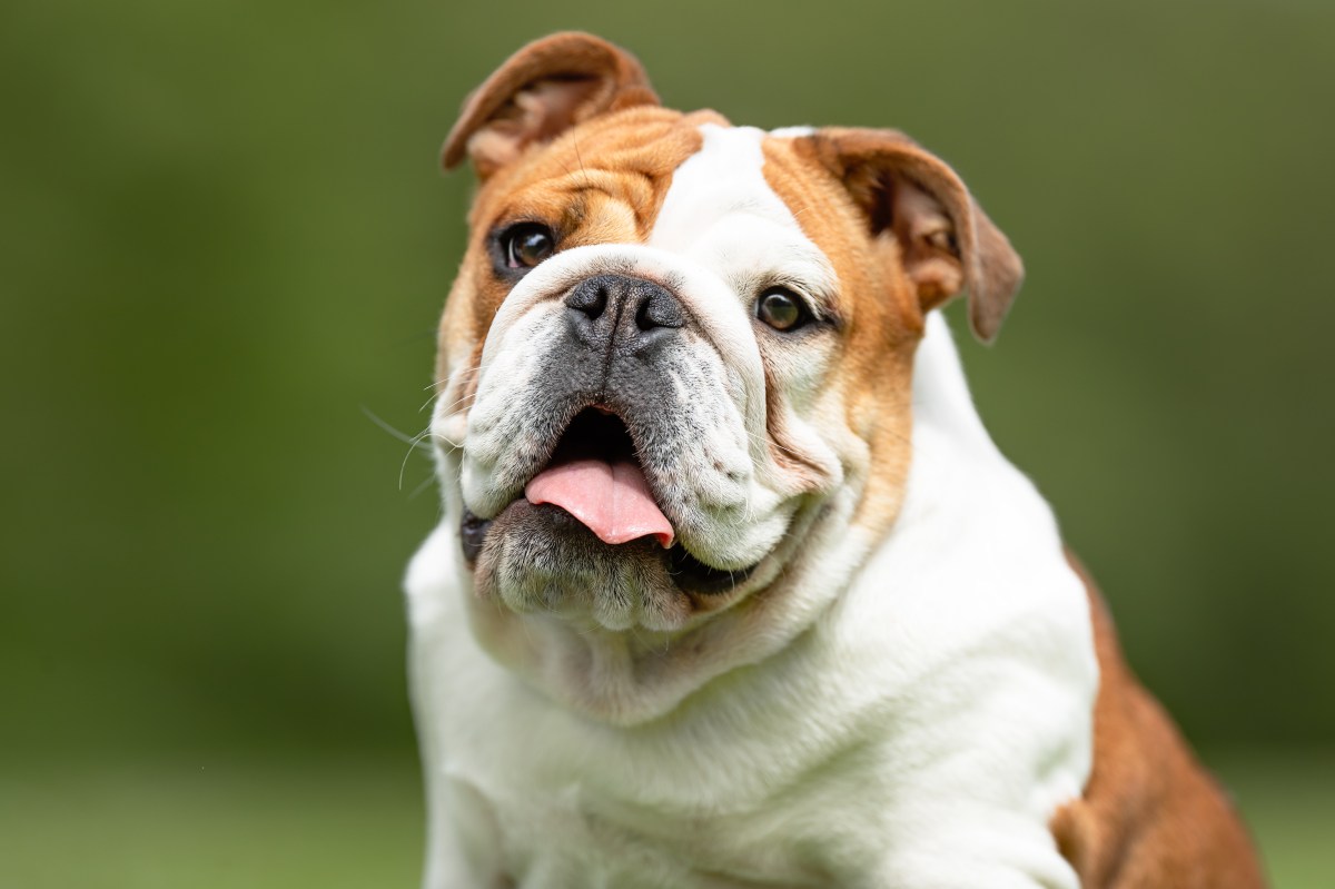 Englische Bulldogge im Portrait auf der Wiese