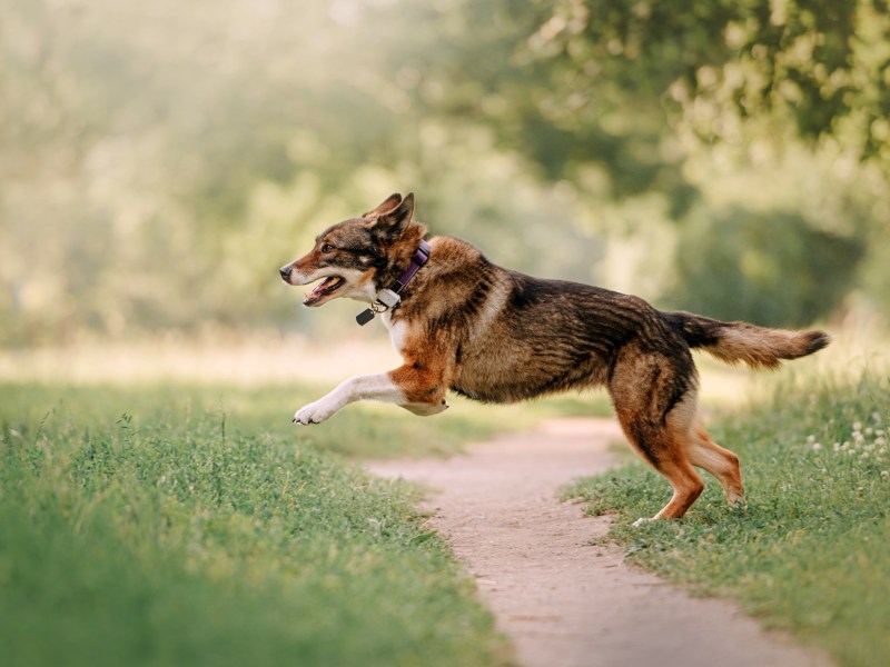 GPS Tracker am Hund