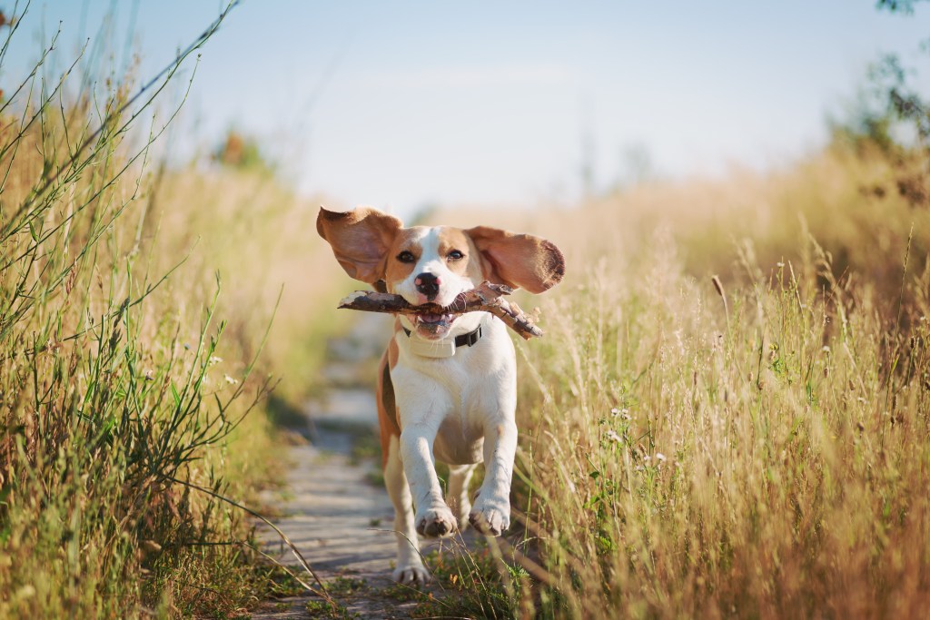 GPS Tracker Hund