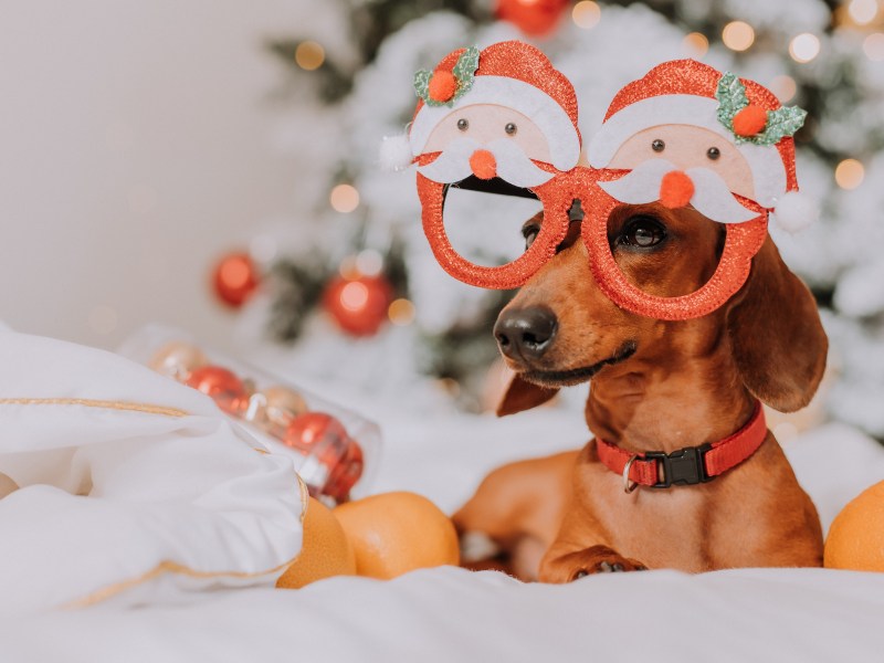 Hund mit Mandarinen