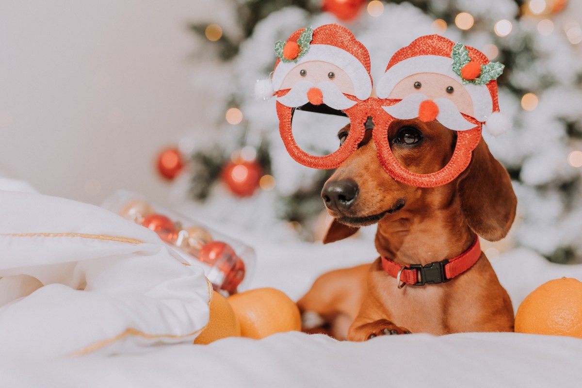 Hund mit Mandarinen