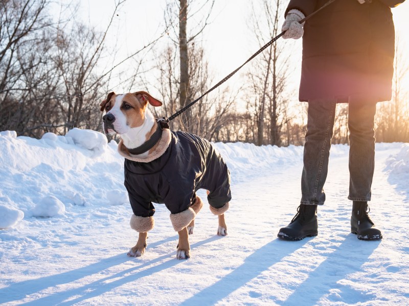 Hund im Winter