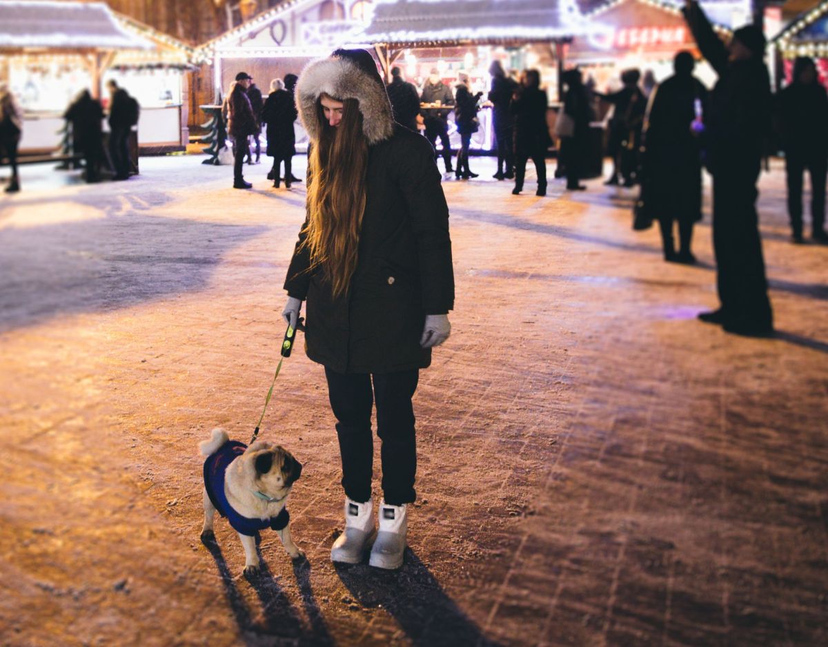 Hund auf dem Weihnachtsmarkt