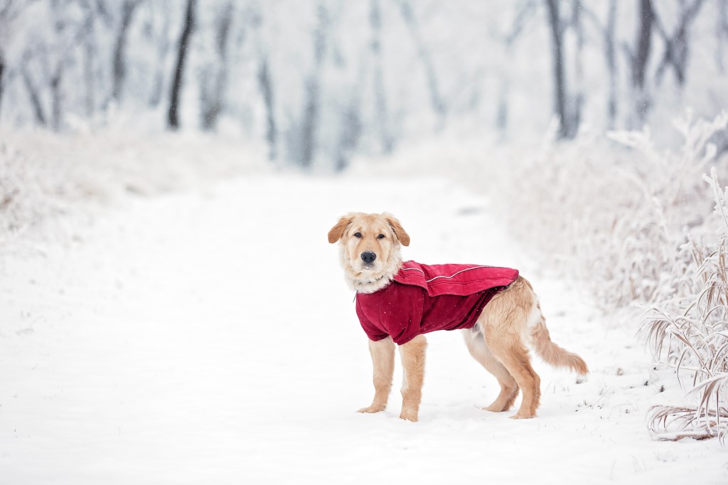 Hund mit Wintermantel