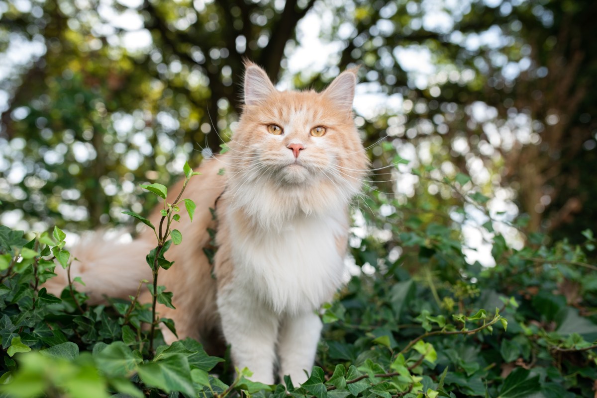 Katze an Silvester entlaufen im Garten