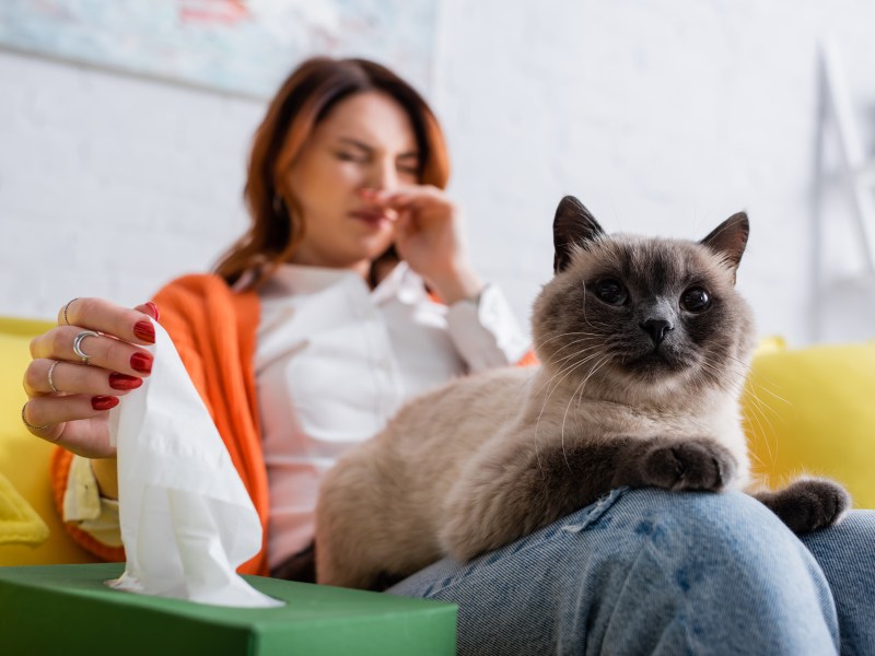 Katzen für Allergiker auf den Schoss