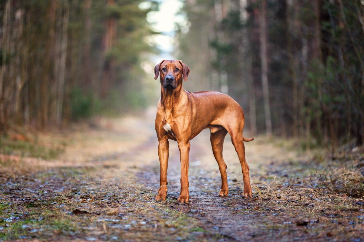 Rhodesian Ridgeback