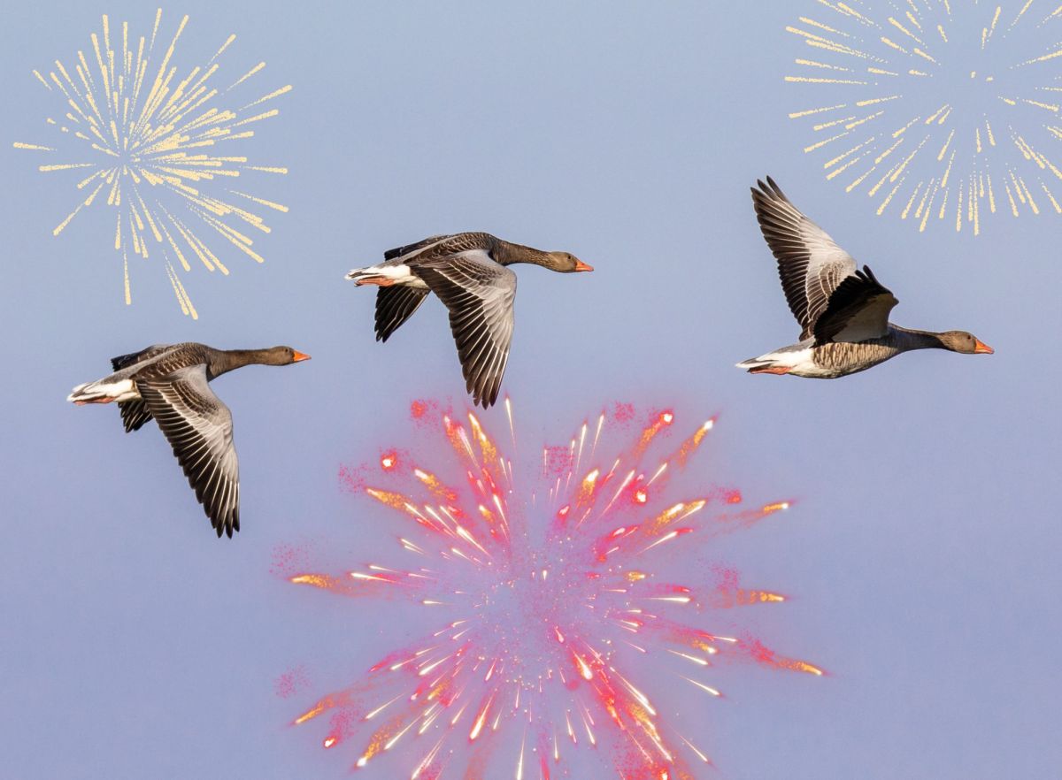 Silvester Feuerwerk Vögel Wildgänse fliegen weg