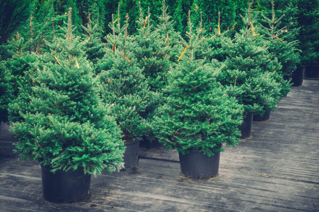 Weihnachtsbaum im Topf