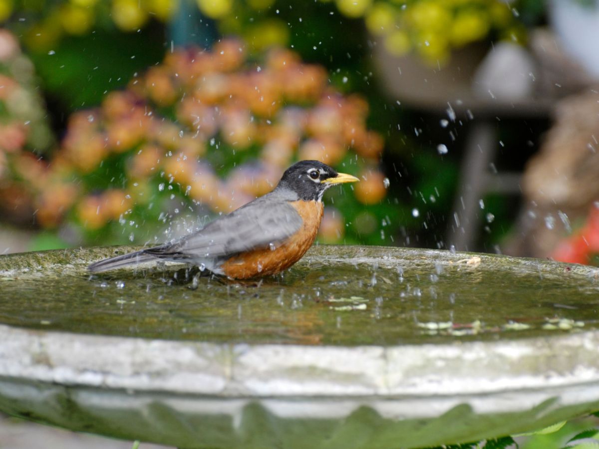 6 Ideen, um durch Upcycling eine Vogeltränke zu zaubern