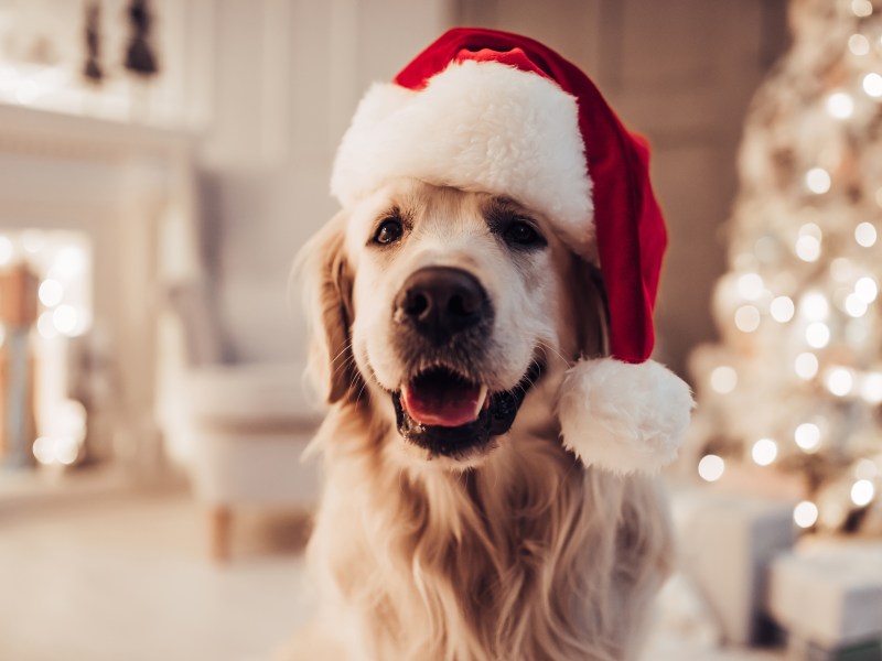 Weihnachten mit dem Hund