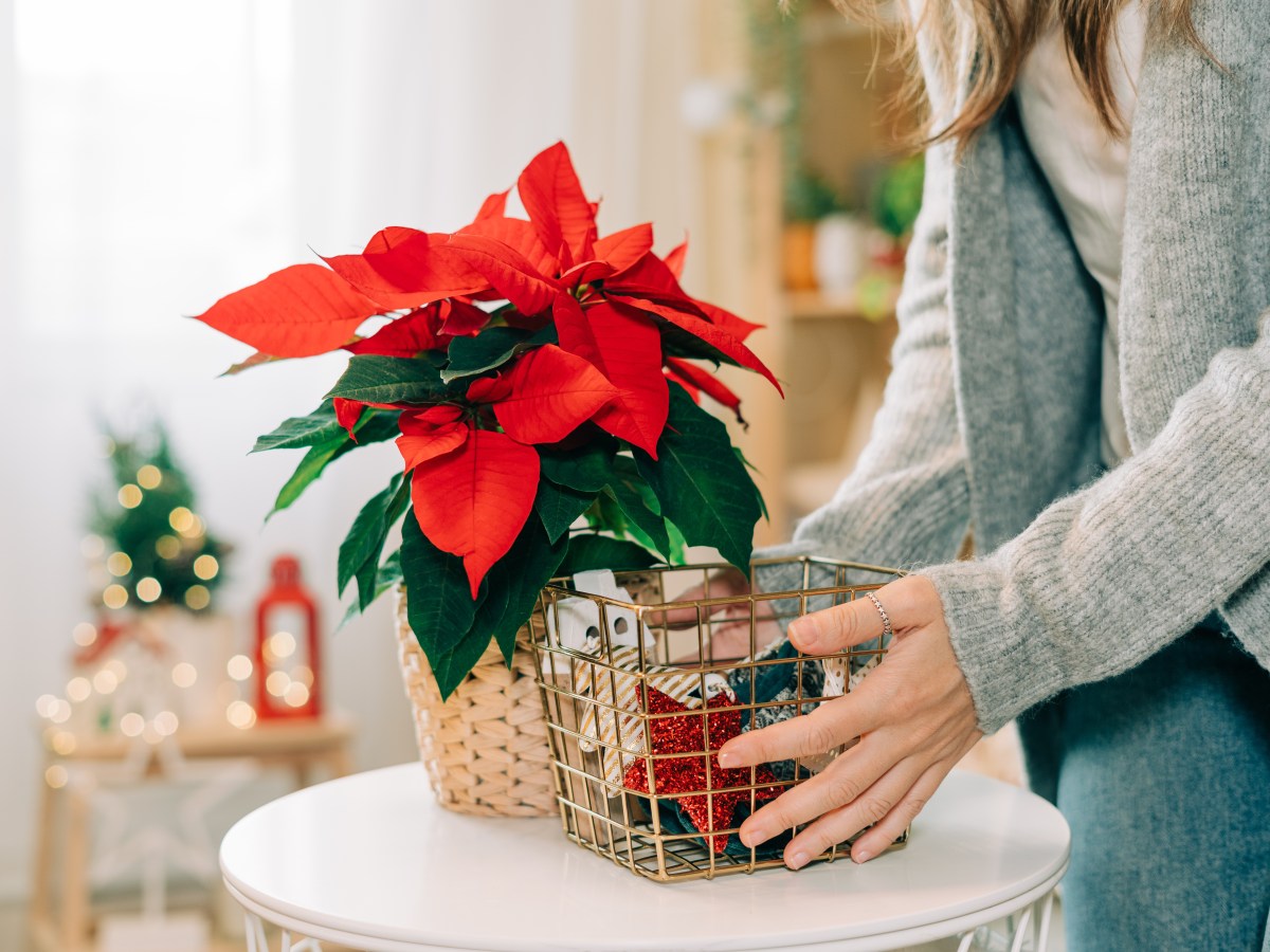 Dein Weihnachtsstern verliert Blätter? So kannst du ihn noch retten