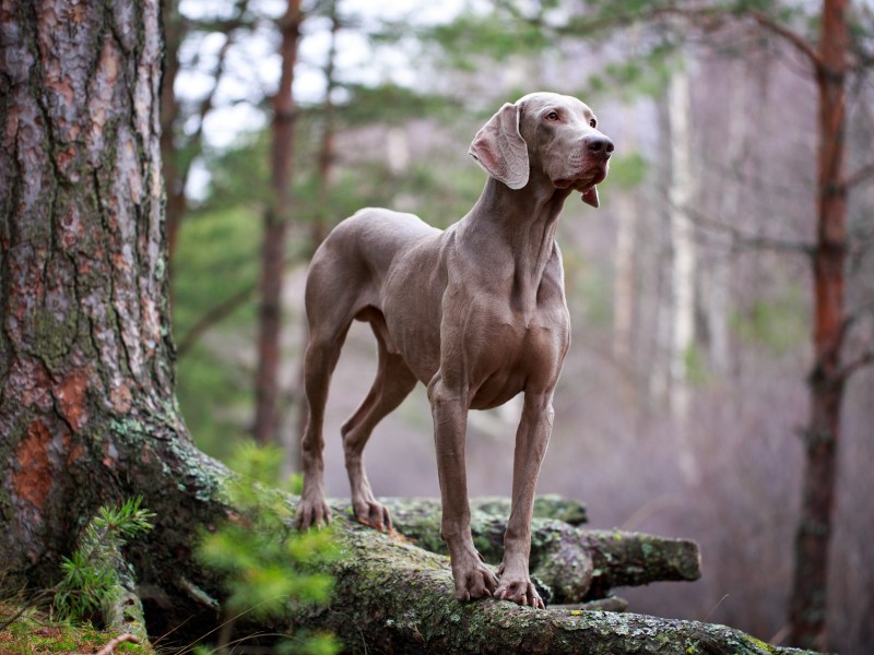 Weimaraner im Wald neben einem Baum