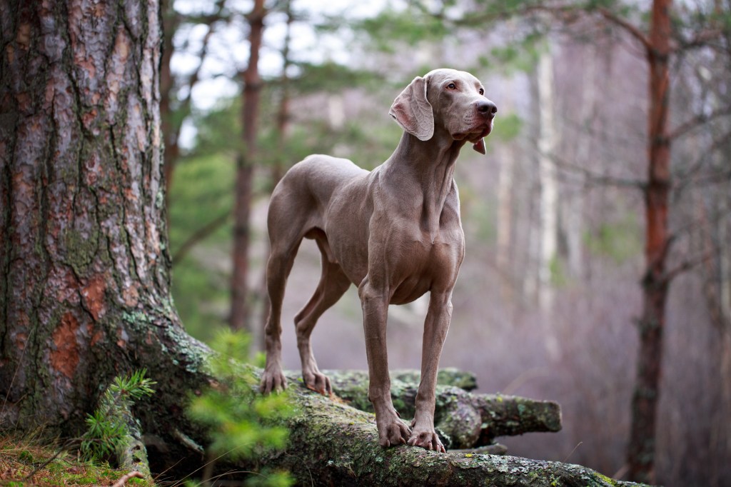 Weimaraner im Wald neben einem Baum