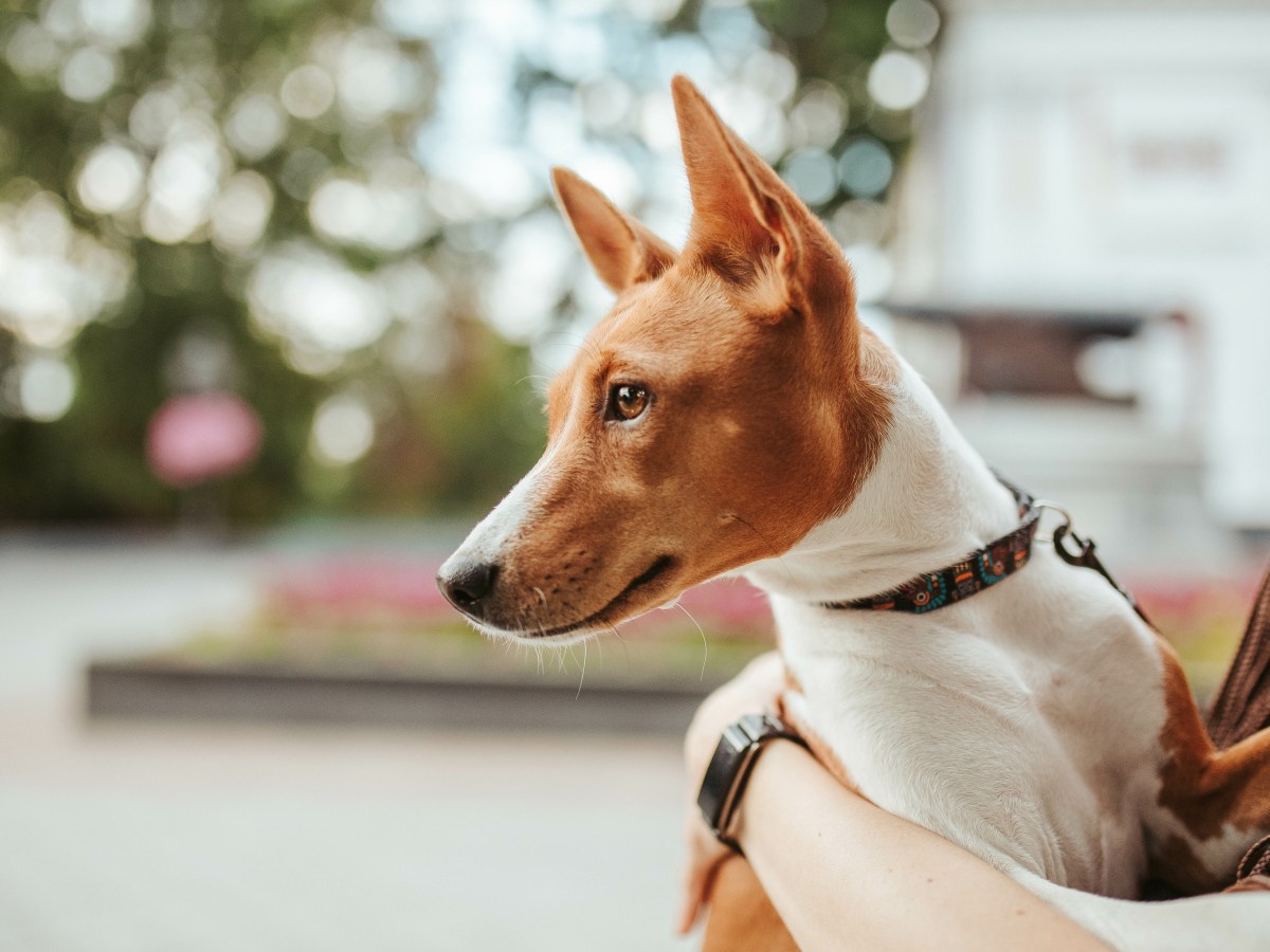 Saubere Hunderassen: Der ultimative Ratgeber für pflegeleichte und ordentliche Hunde