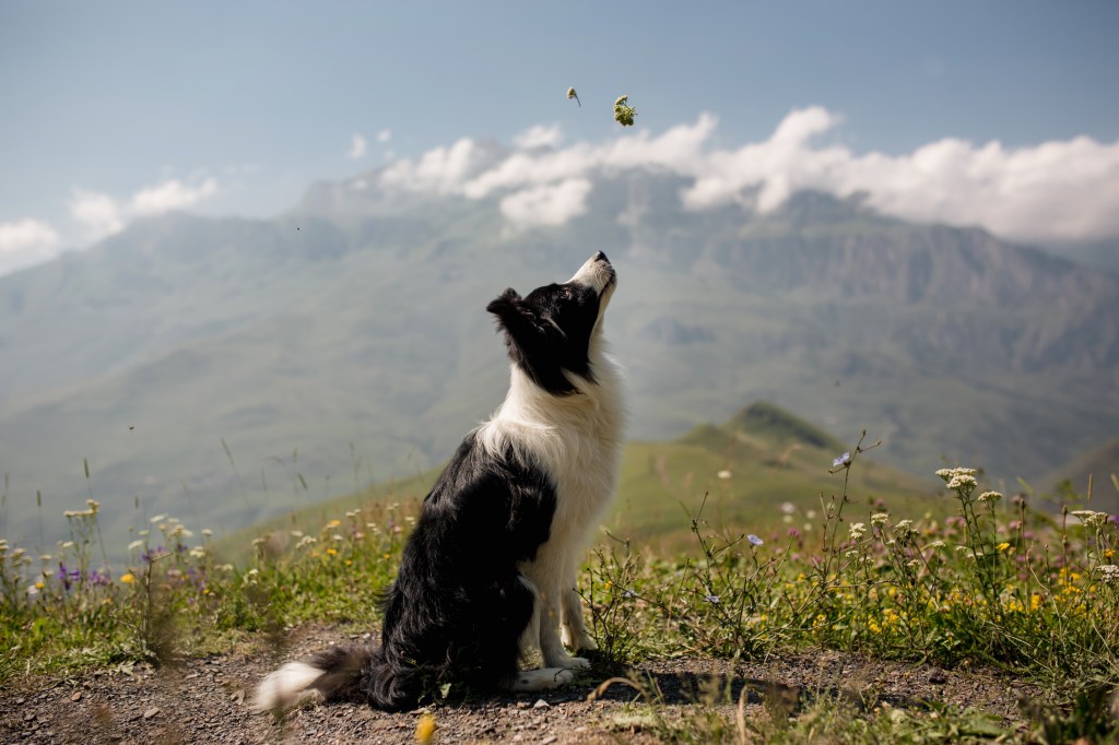 Border Collie