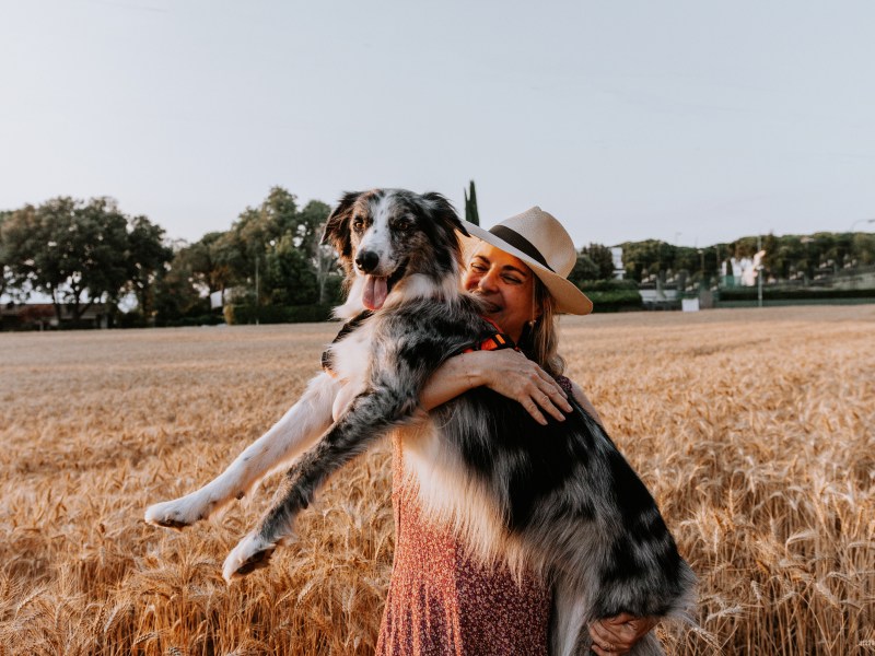 Border Collie