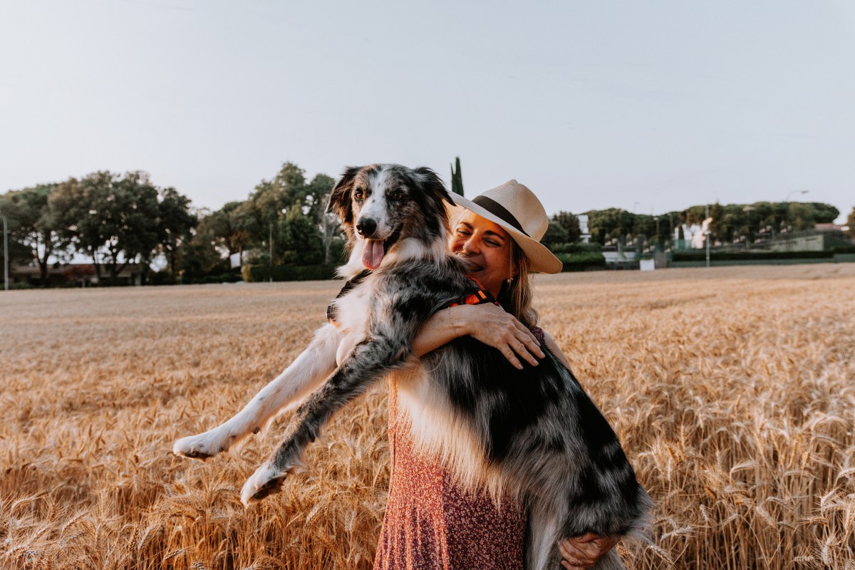 Border Collie