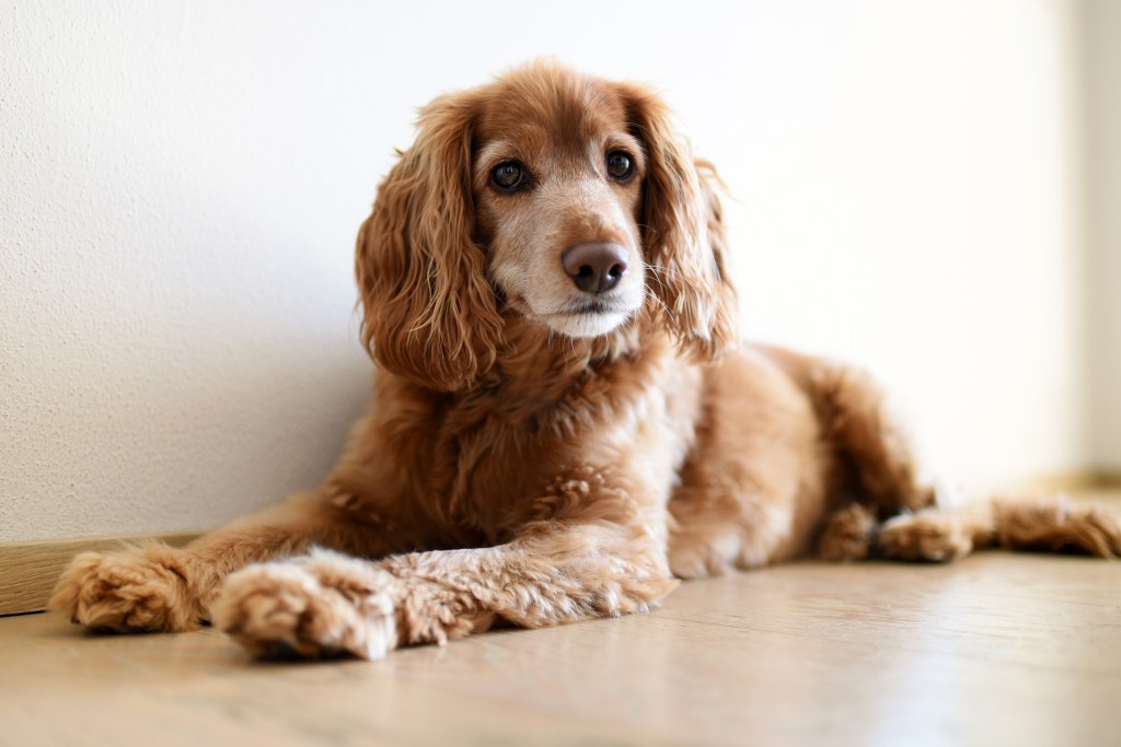 Cocker Spaniel auf dem Boden liegend