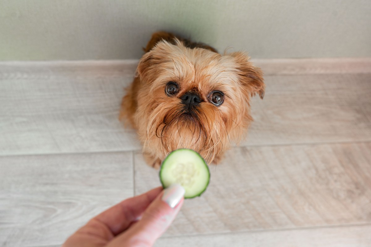 Diät-Hundefutter