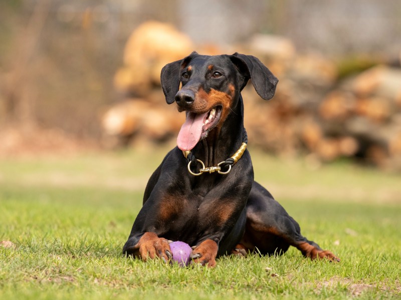 Dobermann liegt auf der Wiese