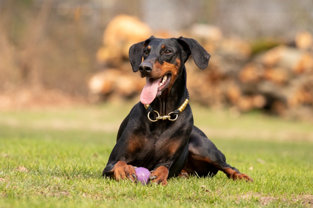 Dobermann liegt auf der Wiese