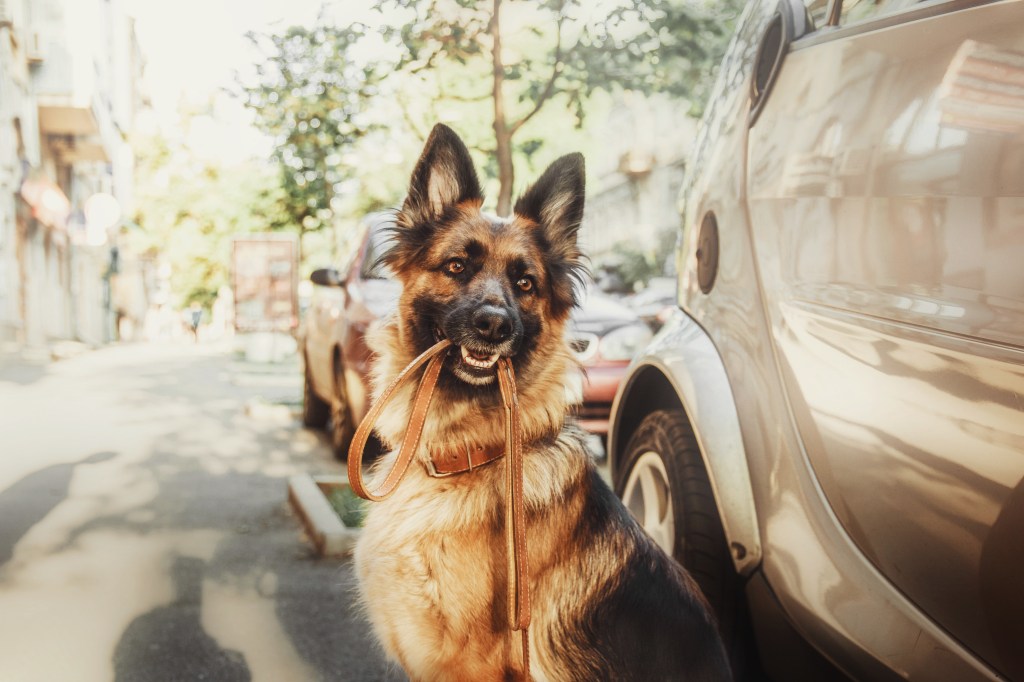 Schäferhund