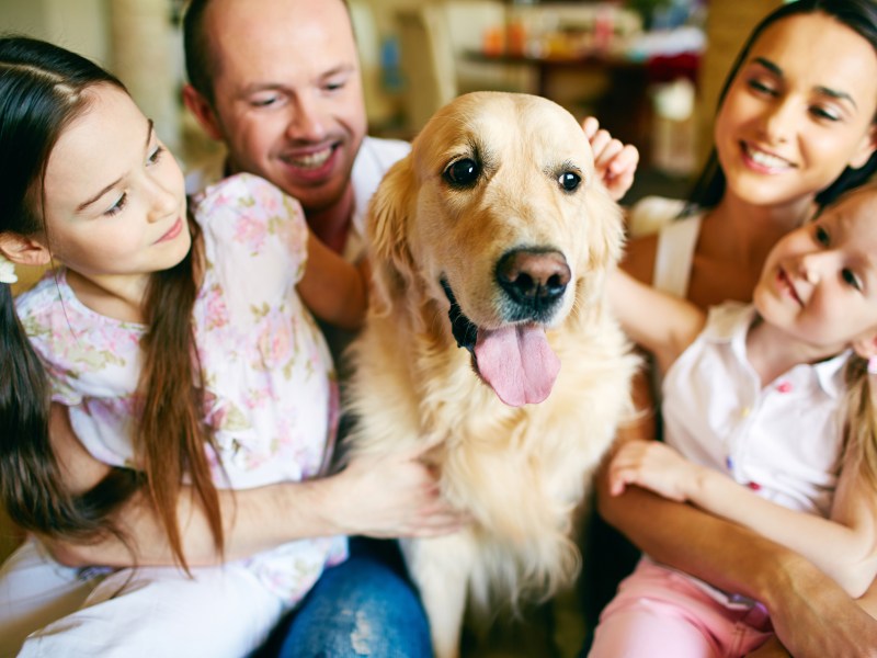 Familien Hunderassen