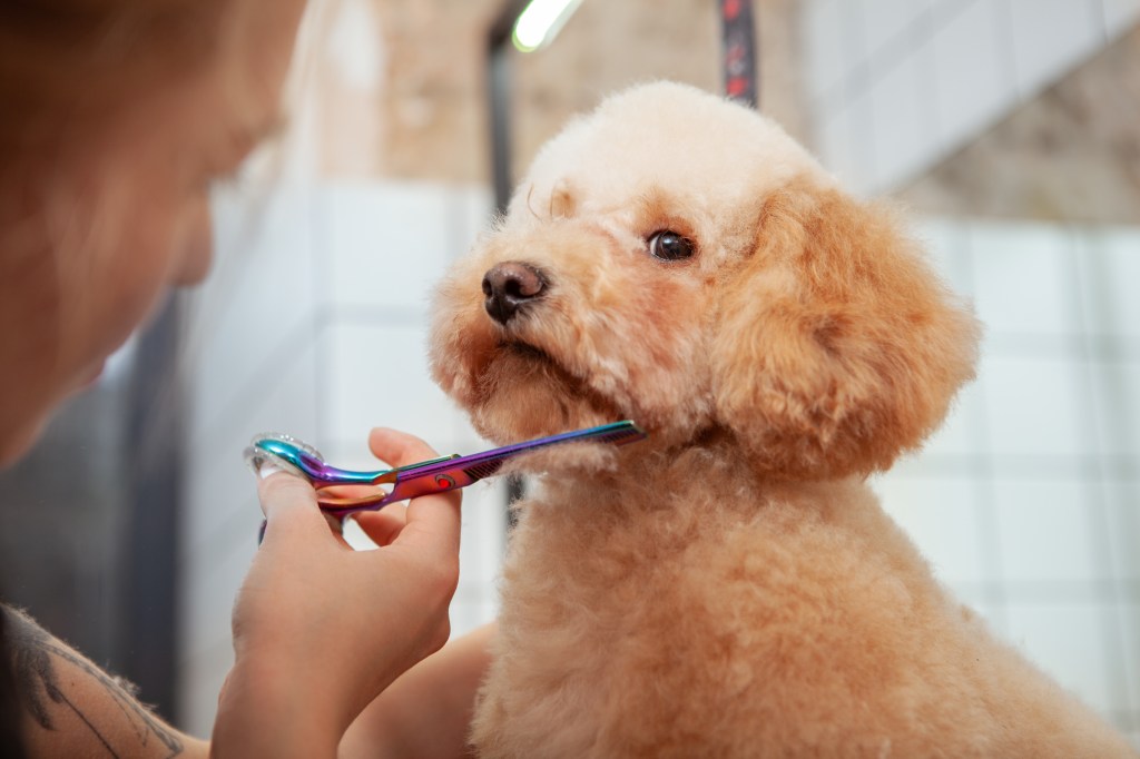 Friseur Hunde