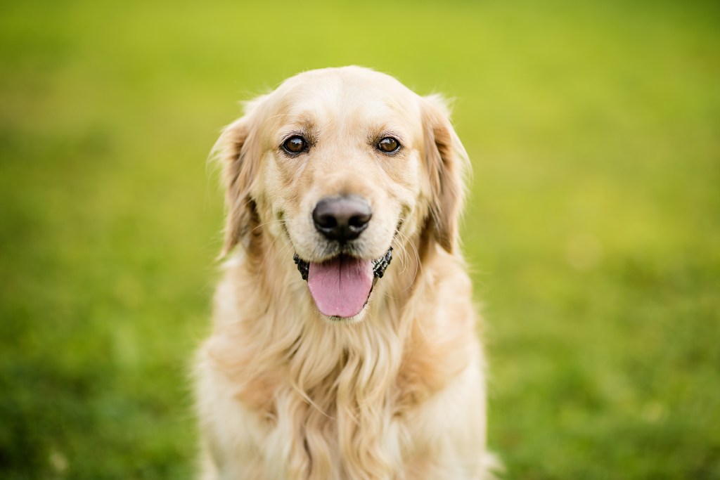 Golden Retriever auf der Wiese