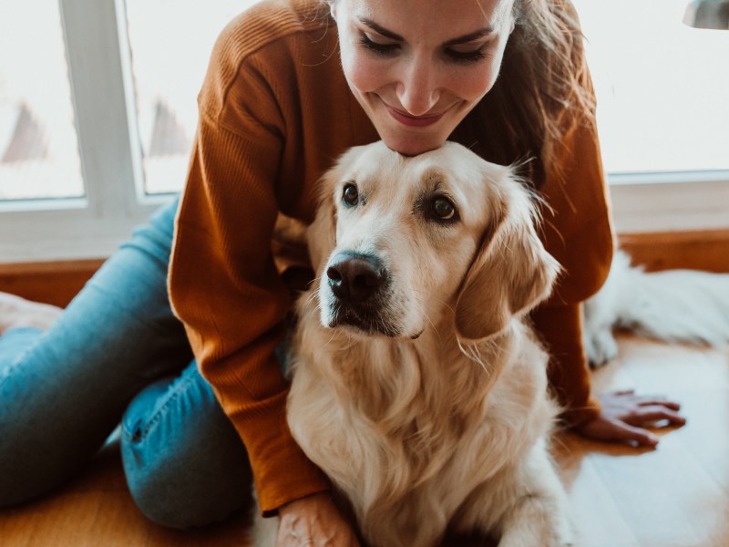 Golden Retriever