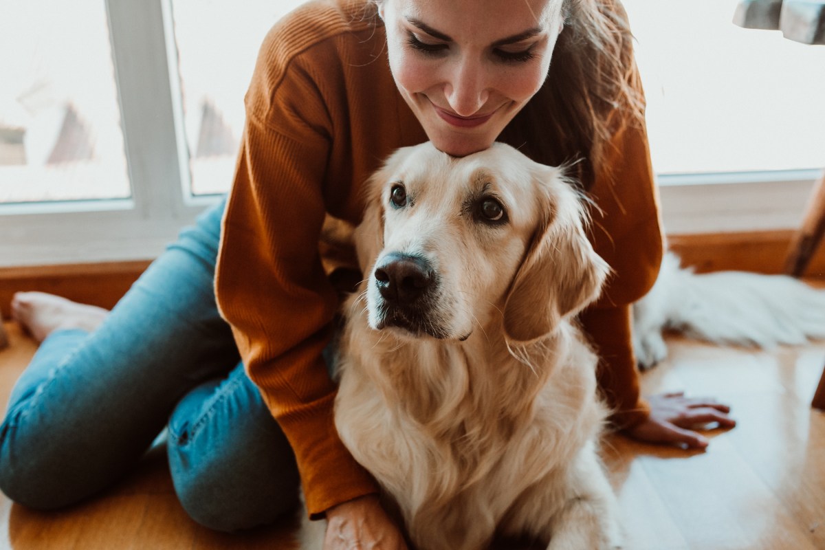 Golden Retriever